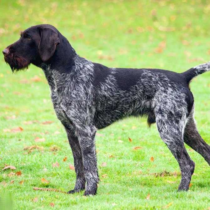 Популярные немецкие породы собак: описание и краткая характеристика