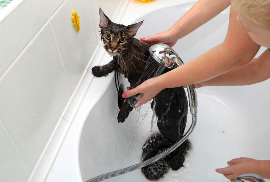 Как мыть сфинкса – какой выбрать шампунь, как часто можно купать, как приучить, особенности
