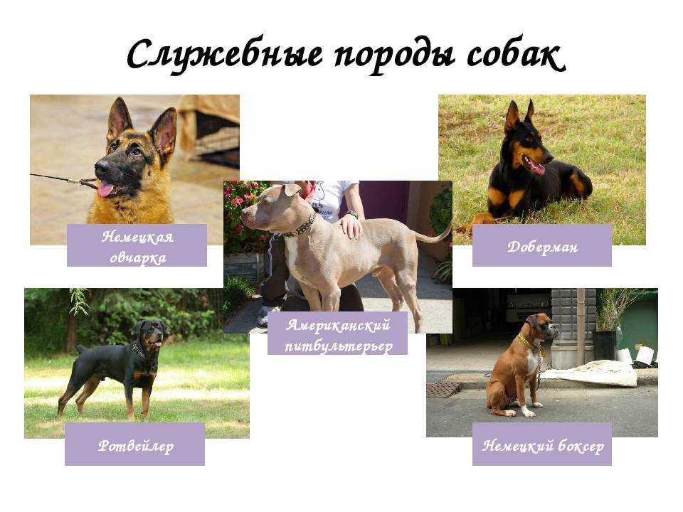 Топ-36 лучших собак для квартиры | dogkind.ru