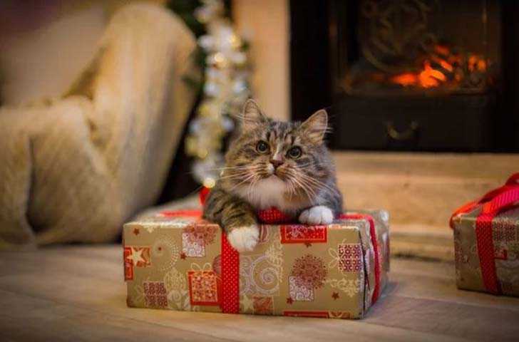 Что же подарить любимым питомцам на новый год Предлагаем несколько интересных идей подарков кошкам и собакам.