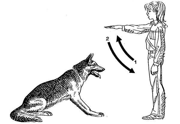 Как научить собаку или щенка команде «ко мне»