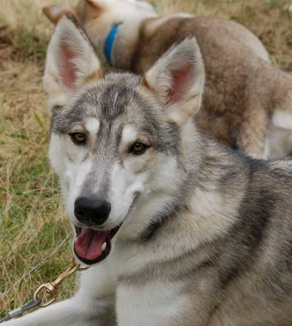 Инуит собака. описание, особенности, содержание и цена породы инуит