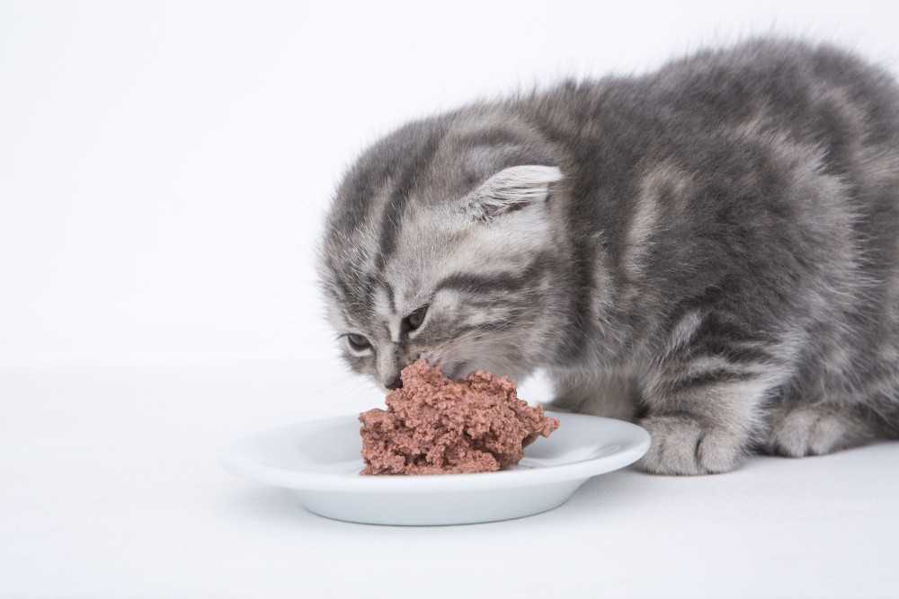 Чем кормить шотландских вислоухих котят