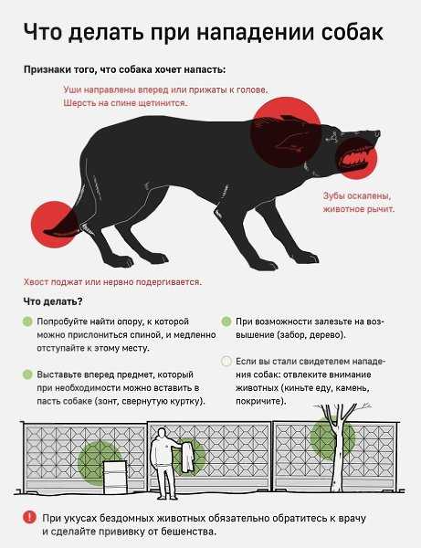 Как защититься от бродячих собак: советы кинолога « бнк