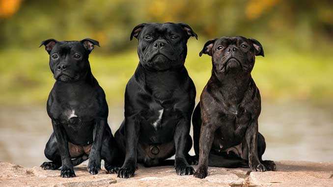 Американский стаффордширский терьер 🐶 фото, описание, характер, факты, плюсы, минусы собаки ✔