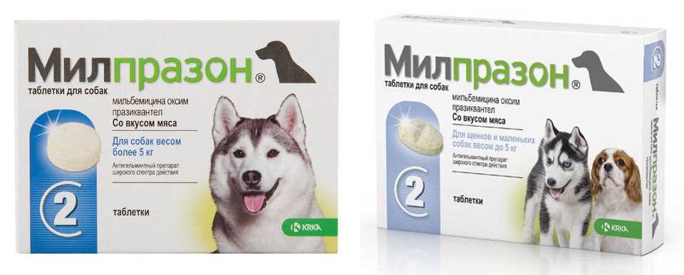 Милпразон для собак: инструкция по применению, назначение и дозировка антигельминтного препарата