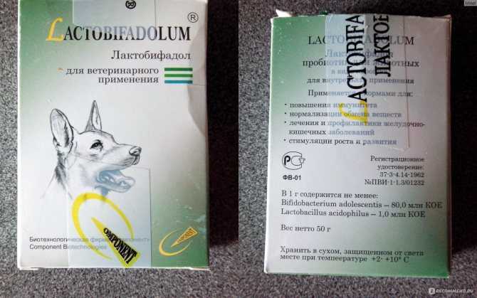 Лактобифадол для собак: инструкция по применению, основные свойства и особенности