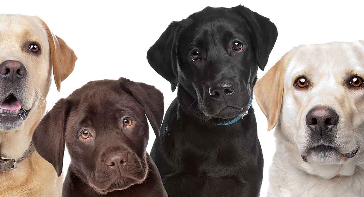 Как характеризуются лабрадоры: описание породы и содержания собак в квартире, плюсы-минусы, отзывы владельцев