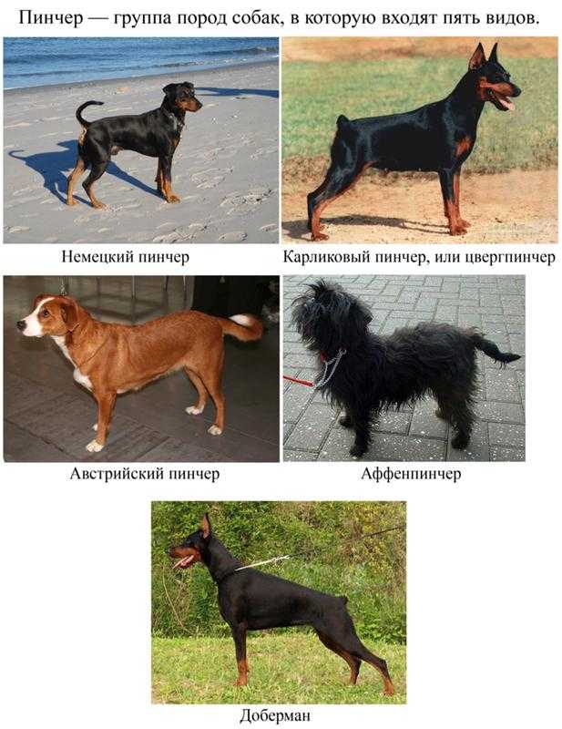 Порода собак пинчер описание, разновидности с фото, содержание и уход, цена
