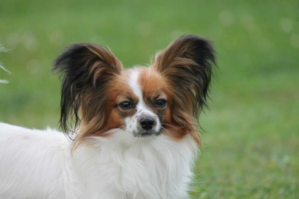 Кавалер-кинг-чарльз-спаниель (92 фото): описание породы, особенности характера взрослых собак и щенков. отзывы владельцев