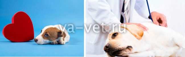 Сердечная недостаточность у собак: симптомы и лечение - ситивет, спб