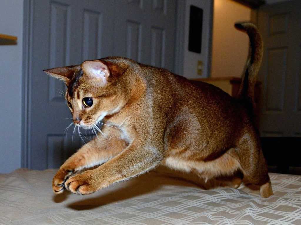 Абиссинская кошка: 7 особенностей характера