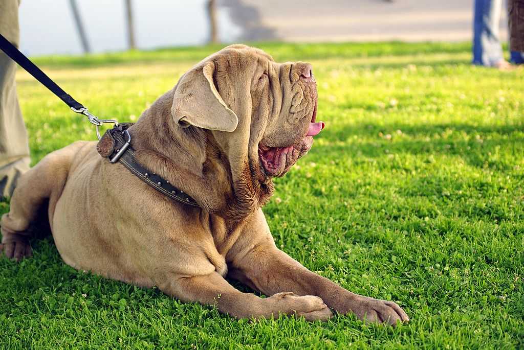 Описание породы «испанский мастиф»: фото собак, стандартные характеристики, правила ухода и отзывы владельцев