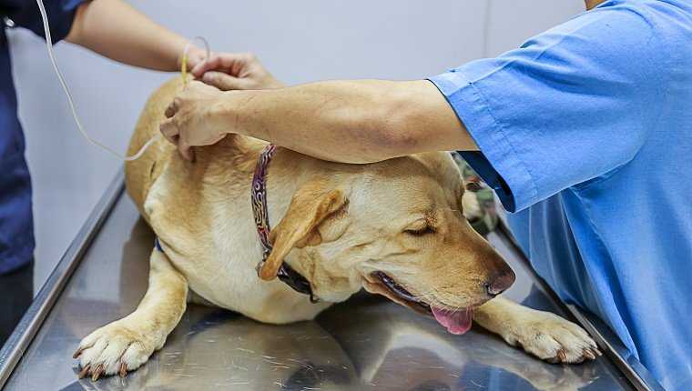 Хроническая и острая сердечная недостаточность у собак симптомы и лечение у ветеринара, препараты