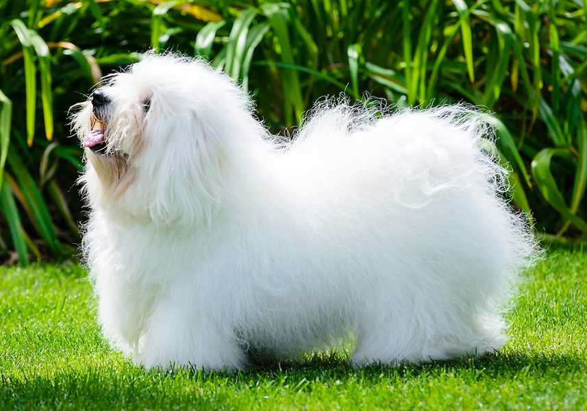 Большая белая собака: название породы, фото