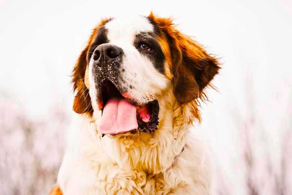 Сенбернар фото собаки, описание породы, цена щенка, отзывы владельцев