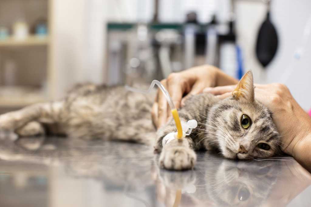 Есть вопрос: можно ли заразиться коронавирусом от кошки или собаки?