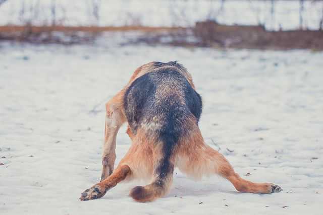 Если у собаки отказали ноги - симптомы, лечение паралича конечностей у собак в москве. ветеринарная клиника "зоостатус"