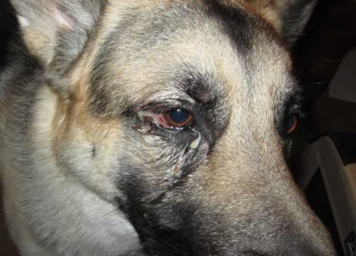 Мутные глаза у собаки: симптомы, причины и последствия, лечение
