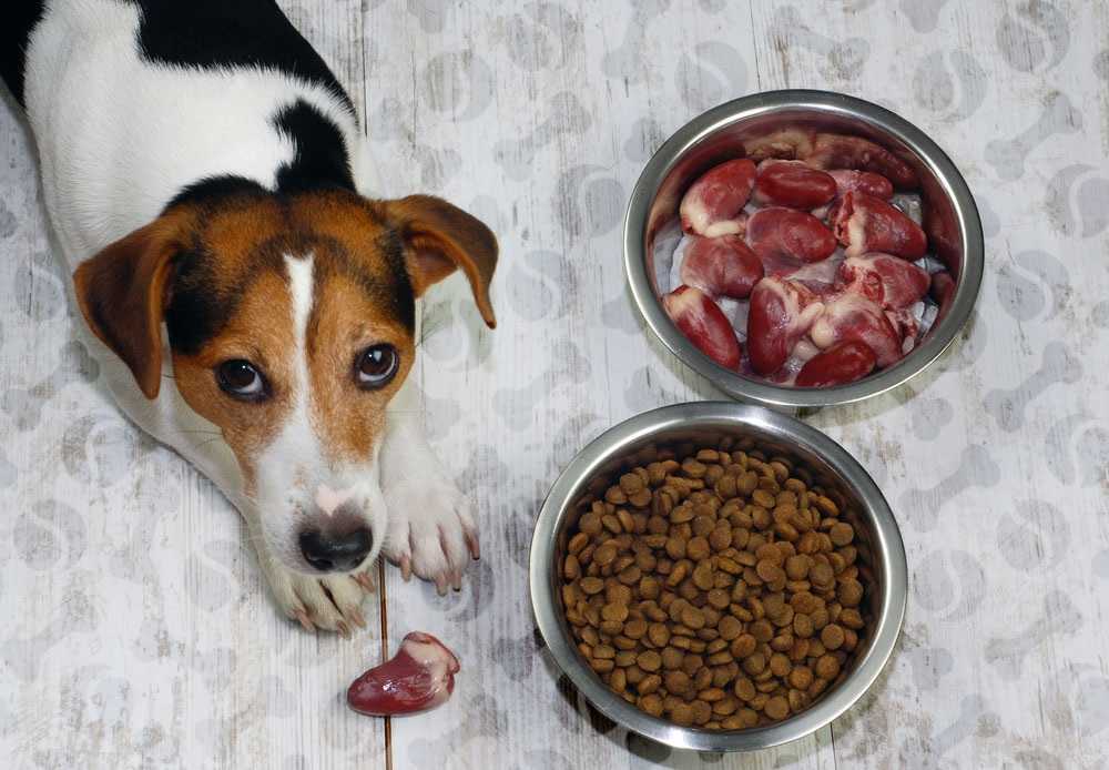 Как правильно кормить собак мелких и маленьких пород: чихуахуа, китайскую хохлатую и другую маленькую собаку