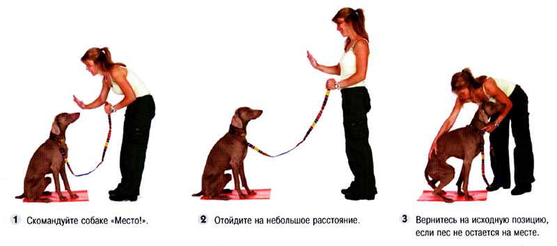 Приучение собаки к кличке, ошейнику и поводку. основы дрессировки служебных собак