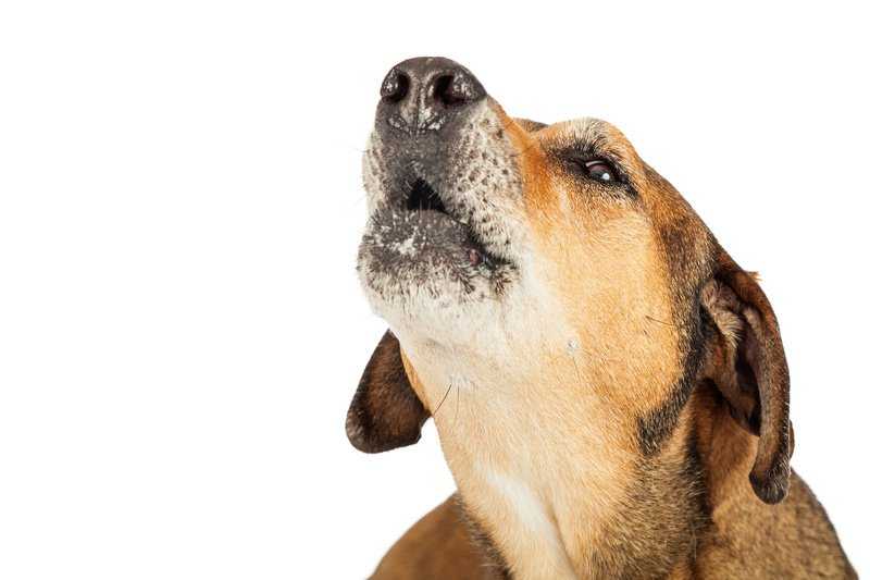 Болит лапа у собаки без видимых причин, что делать