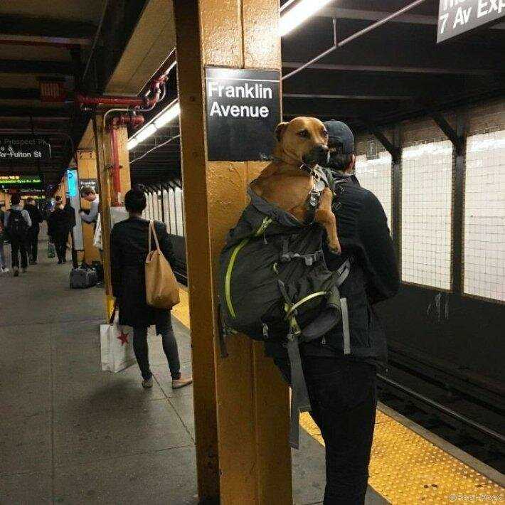 Как перевозить собаку в метро