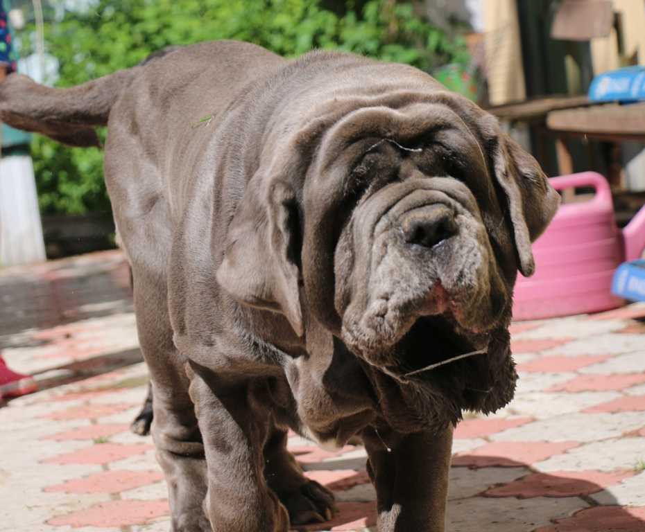 Неаполитанский мастиф собака. описание, особенности, уход и цена породы | живность.ру