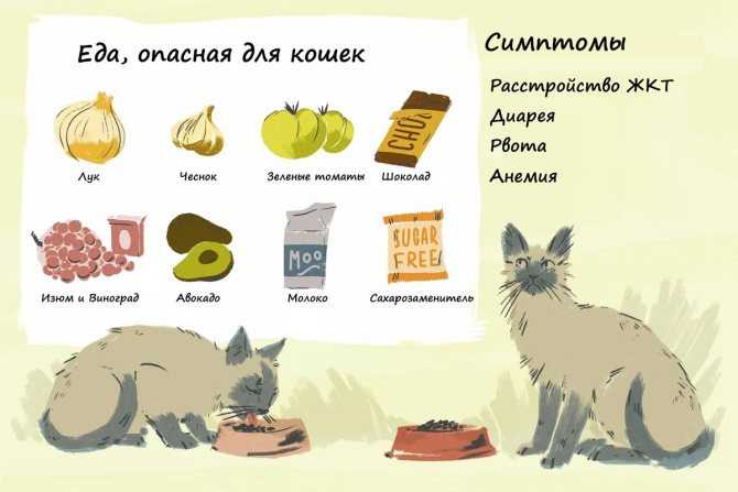 Как и чем кормить щенка – советы и рекомендации