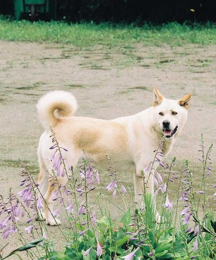Пхунсан: характеристики породы собаки, фото, характер, правила ухода и содержания