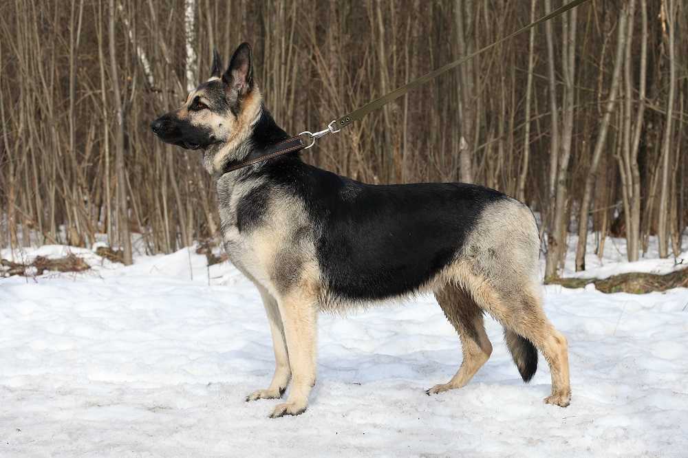 Восточно-европейская овчарка собака. описание, особенности, уход и цена породы