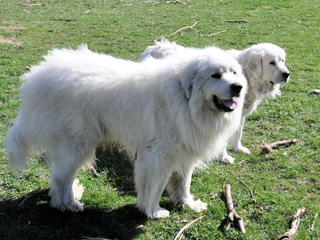 Описание породы пиренейская горная собака с отзывами владельцев и фото