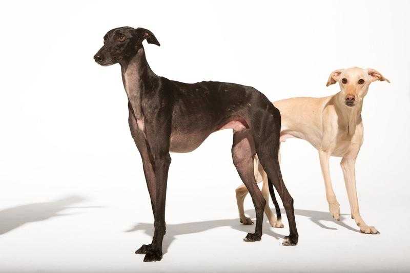 Обзор породы собак Испанская гончая (Сабуэсо эспаньол) с фотографиями и видео. Происхождение, назначение, характер, здоровье, цена и многое другое