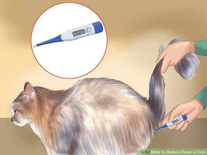 Ректальная температура кошки. Термометрия кота. Измерение температуры у кошек. Кот с градусником. Градусник для котов.