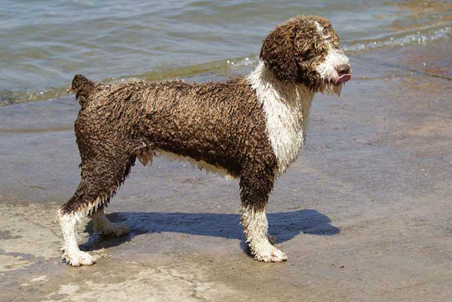 Португальская водяная собака — фото, цена