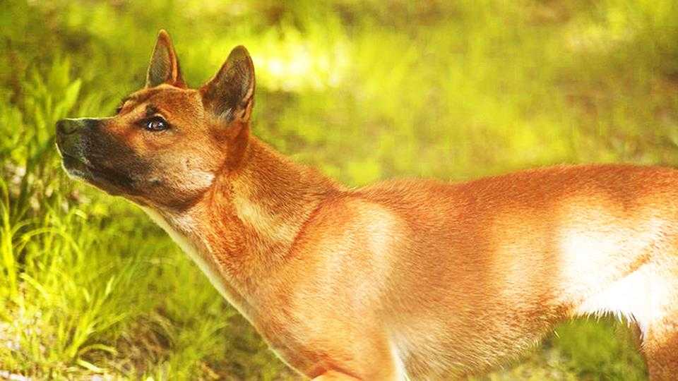 Описание новогвинейской поющей собаки