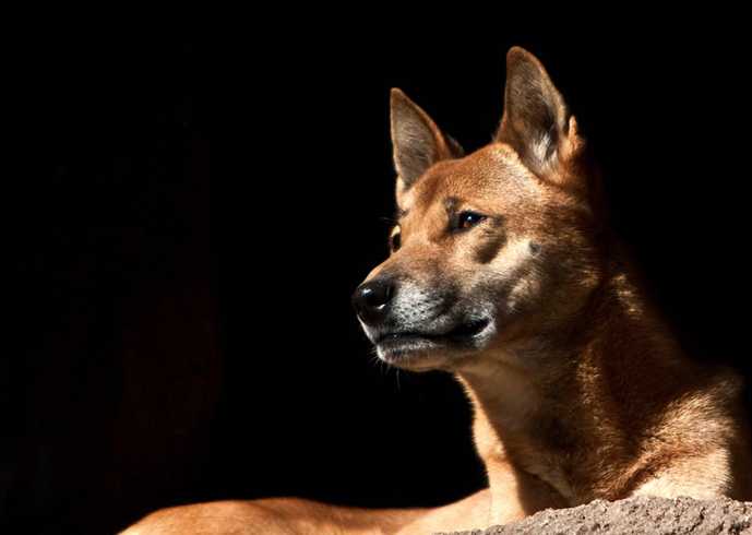 Новогвинейская поющая собака: описание породы, характер, фото | все о собаках