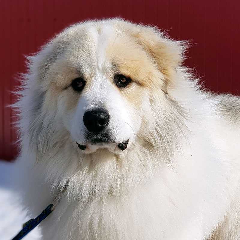 Характеристика больших пиренейских горных собак: внешность и поведение