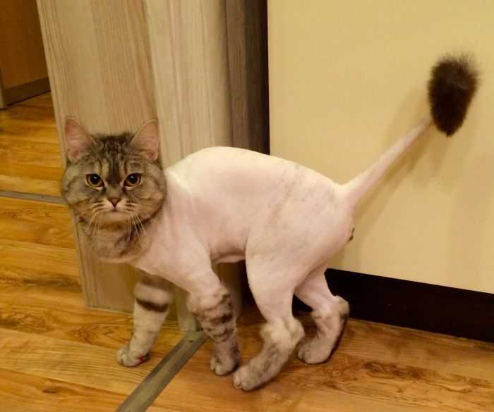 Как стричь кошку ножницами. как самостоятельно в домашних условиях подстричь шерсть у кота, как это делают профессионалы? стрижка агрессивных кошек
