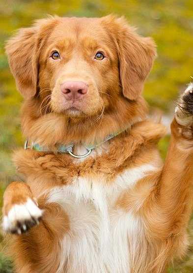 Новошотландский ретривер собака. описание, особенности, виды и цена породы | живность.ру