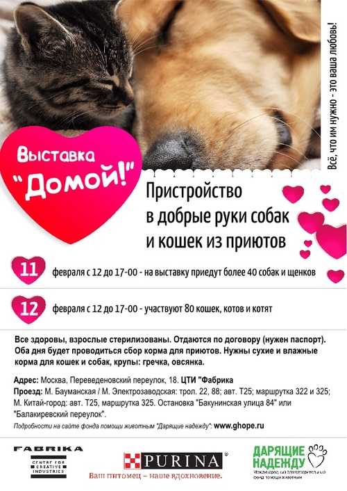 Животные в россии объявления о продаже, кошки, собаки и другие сельскохозяйственные животные россия