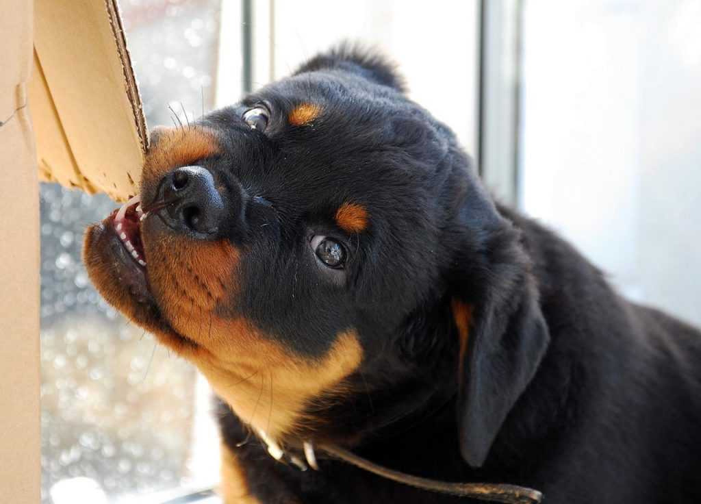 Ротвейлер собака. описание, особенности, виды, уход и цена породы ротвейлер