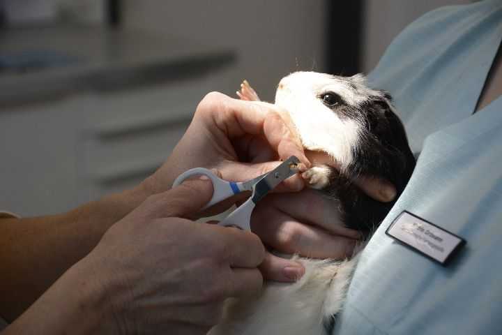 Как снять зубной камень у собаки? советы владельцам | блог ветклиники "беланта"