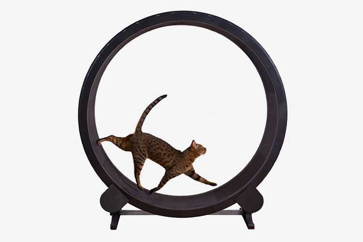 Беговое колесо для кошек и котов: изготовление своими руками поэтапно