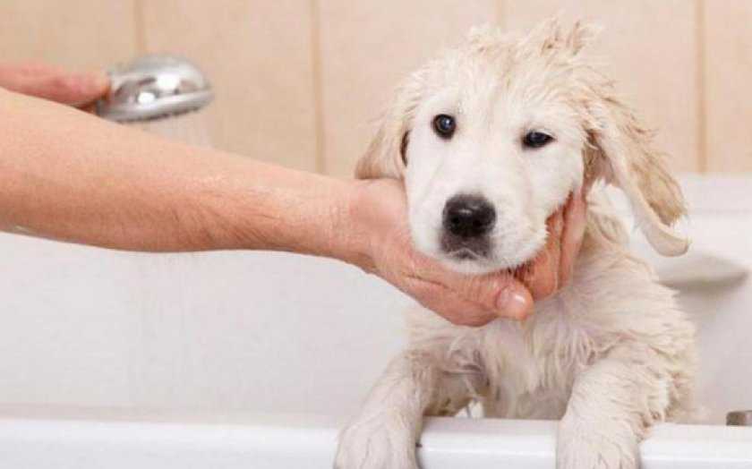 С какой периодичностью нужно мыть собаку?