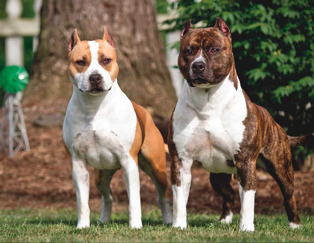 ᐉ бойцовские породы собак: фотографии, список, названия и характеристики крупных и малых псов бойцовых пород - zoovet24.ru