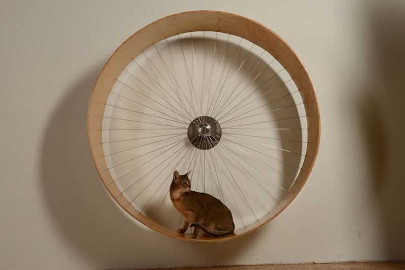 Беговые колеса для кошек: выбор и приучение