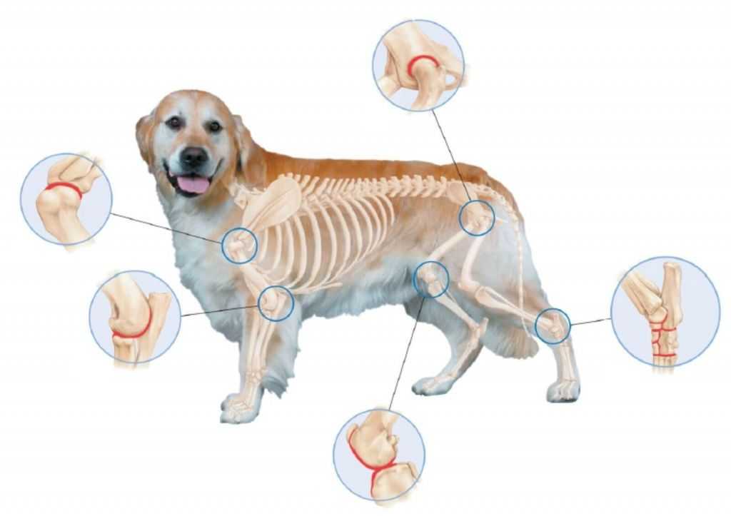 Простатит у собак: признаки, диагностика, лечение, профилактика | блог ветклиники "беланта"