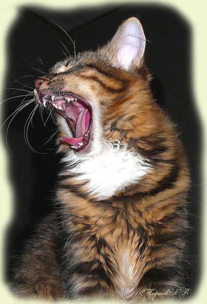 Смена зубов у кошек мейн-кун