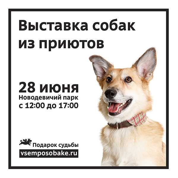 Выставка собак из московских приютов "подарок судьбы"